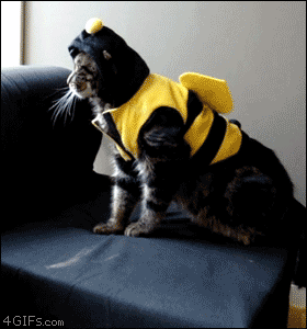 The camera zooms into a cat wearing a bee costume. The cat is done with the world and ragdolls off the couch.