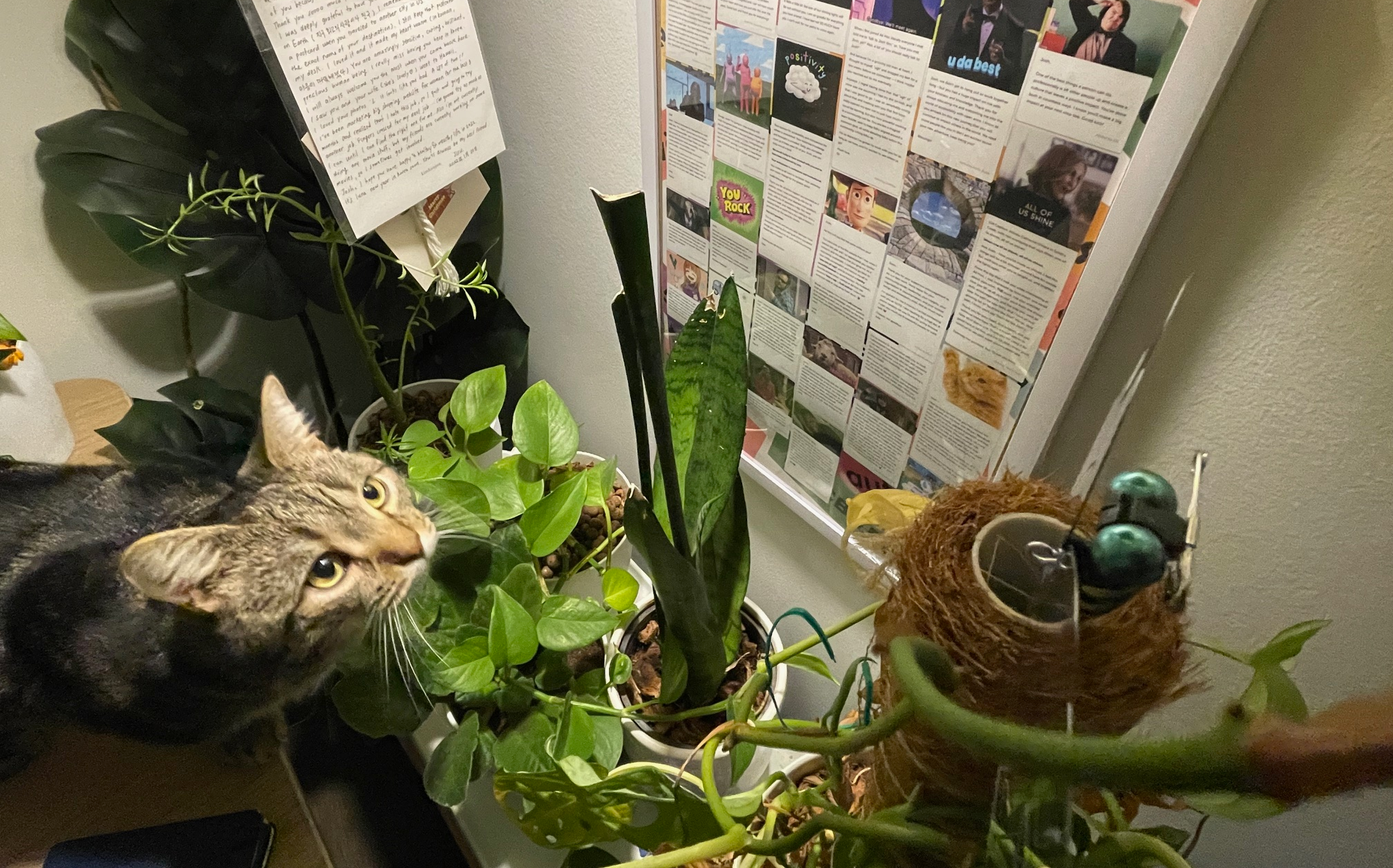 A brown tabby cat on a desk full of house plants. A poster is in the background with a collage of memes and thanks for my work at VA.