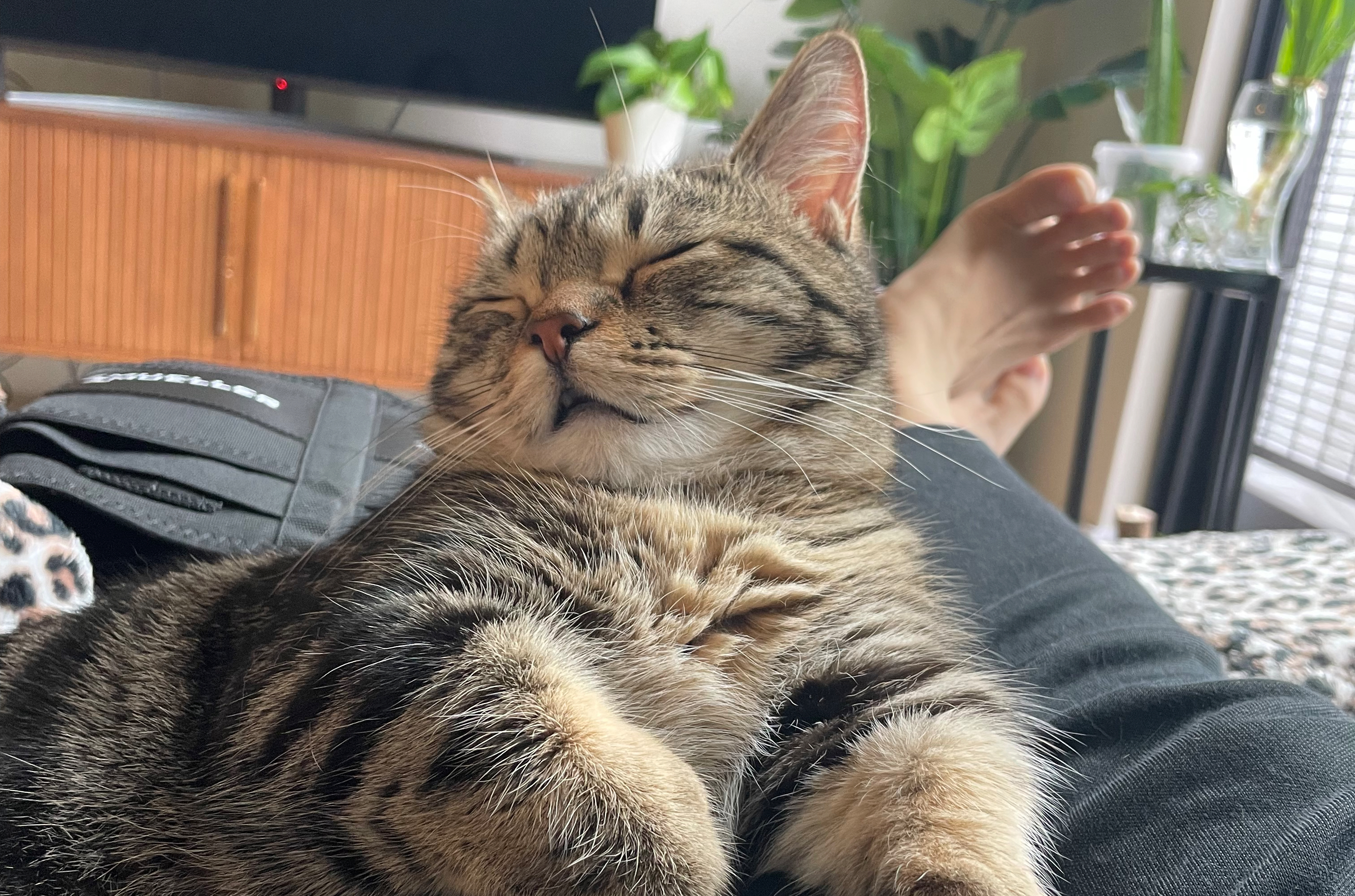 A kitten with a chubby little neck dozing off on my legs on a sunny afternoon.